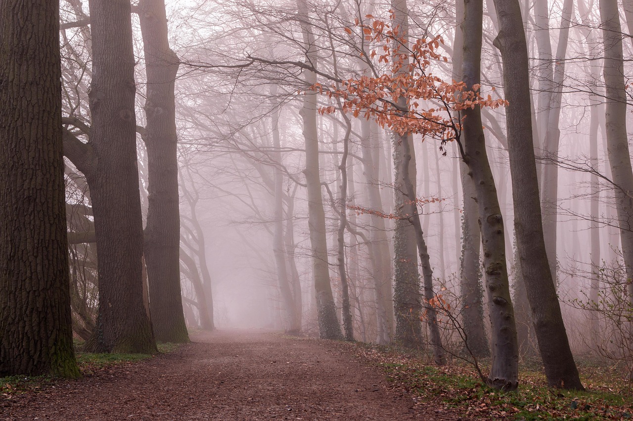 The Benefits of Urban Forestry